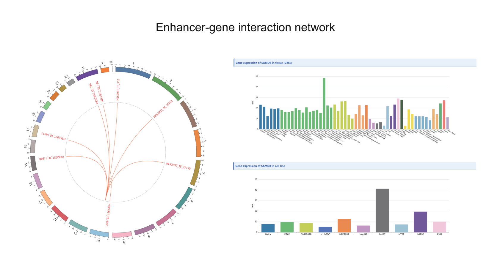 enhancer gene network