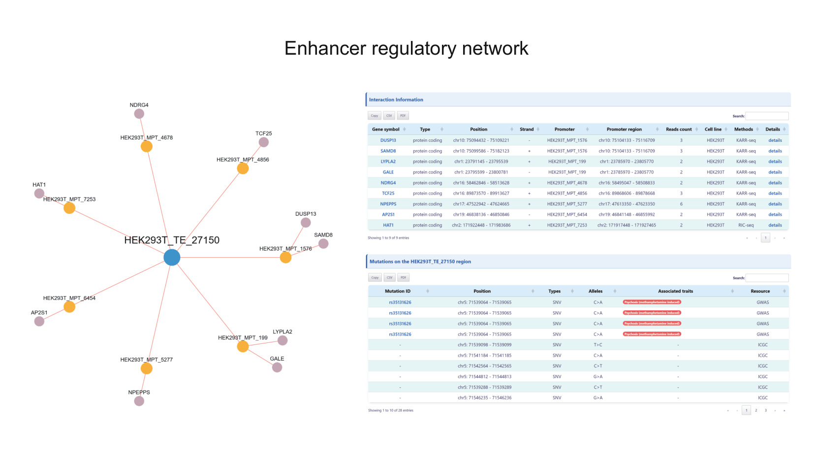 enhancer regulatory network